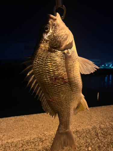 キビレの釣果