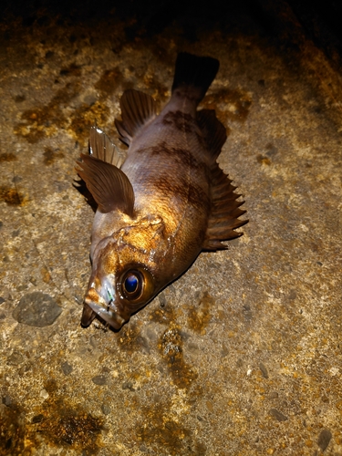 シロメバルの釣果