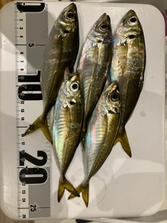 アジの釣果