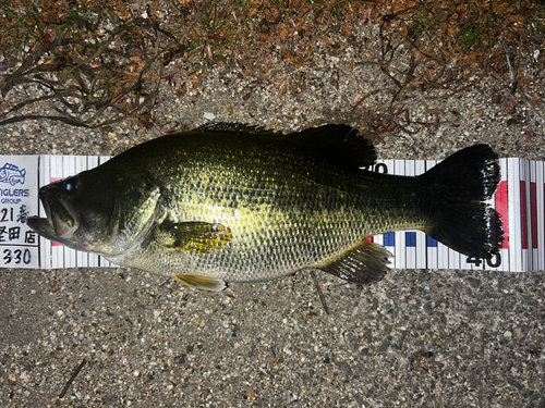 ブラックバスの釣果