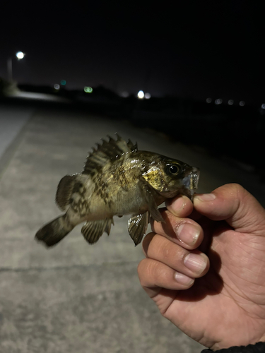 メバルの釣果