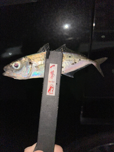 マアジの釣果