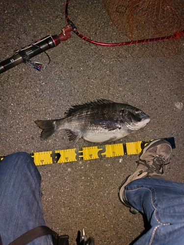 クロダイの釣果