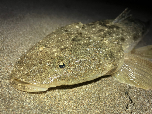 マゴチの釣果