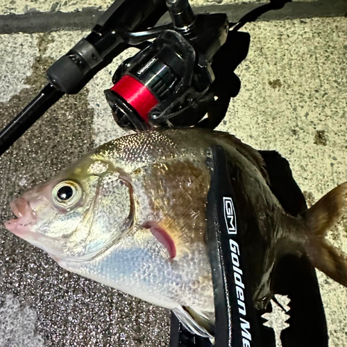 ウミタナゴの釣果