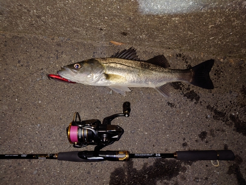 シーバスの釣果