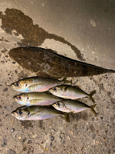 アジの釣果