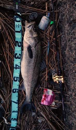 シーバスの釣果