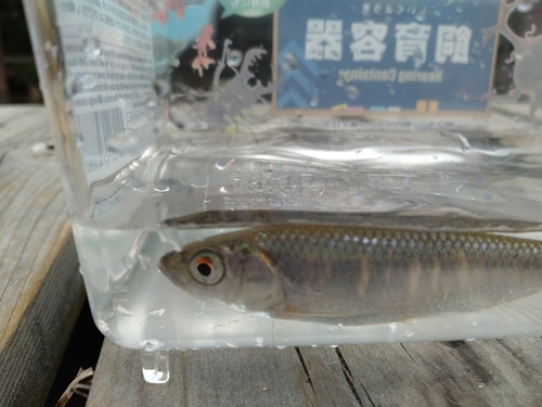 オイカワの釣果