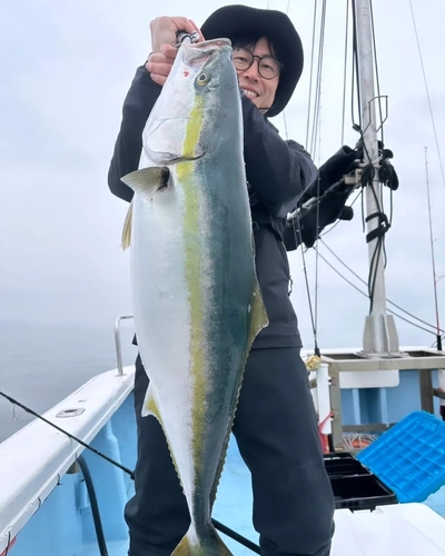 ブリの釣果