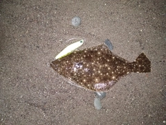 ソゲの釣果