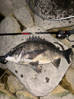 クロダイの釣果