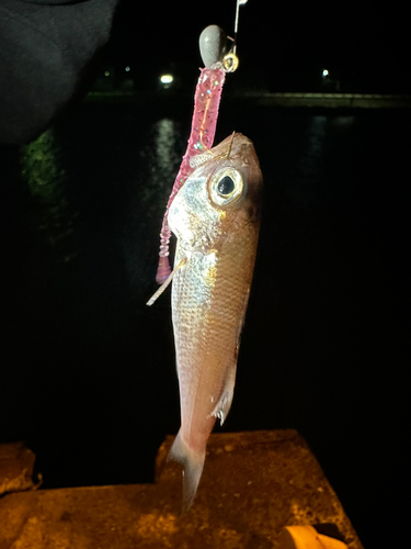 ムツの釣果