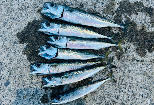 サバの釣果