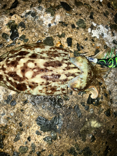 コウイカの釣果