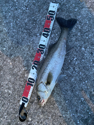 セイゴ（マルスズキ）の釣果