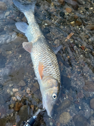 ニゴイの釣果