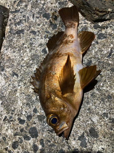 メバルの釣果