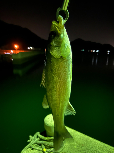 セイゴ（マルスズキ）の釣果