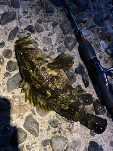 タケノコメバルの釣果