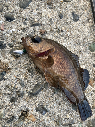 メバルの釣果