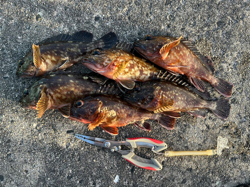 カサゴの釣果