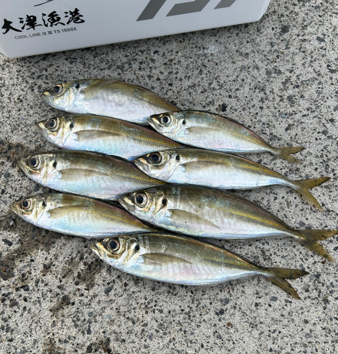 マアジの釣果