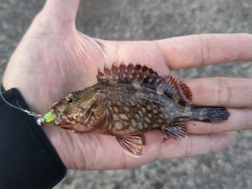 カサゴの釣果