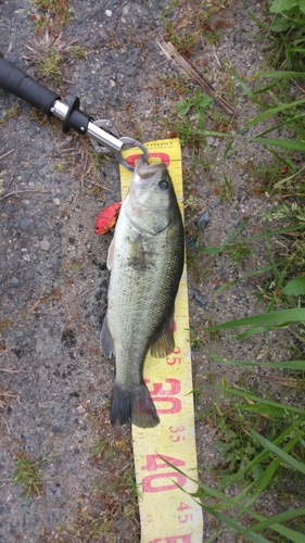 ブラックバスの釣果