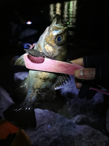 メバルの釣果