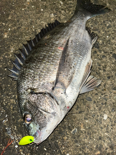 クロダイの釣果