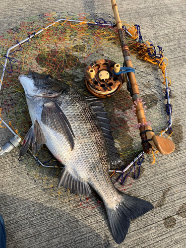 クロダイの釣果