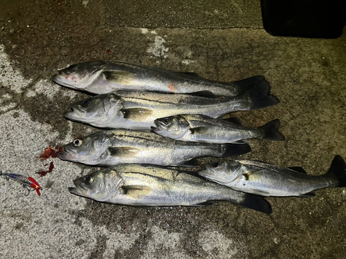 シーバスの釣果