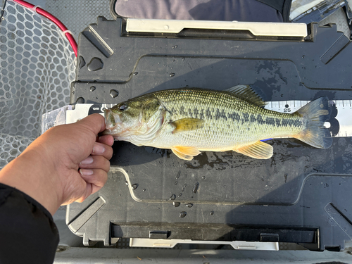 ラージマウスバスの釣果