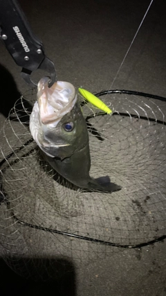 シーバスの釣果