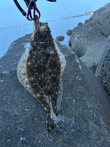 ヒラメの釣果