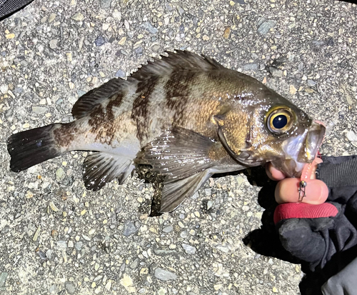 メバルの釣果