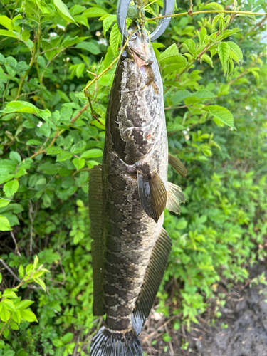 ライギョの釣果