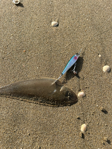 シタビラメの釣果