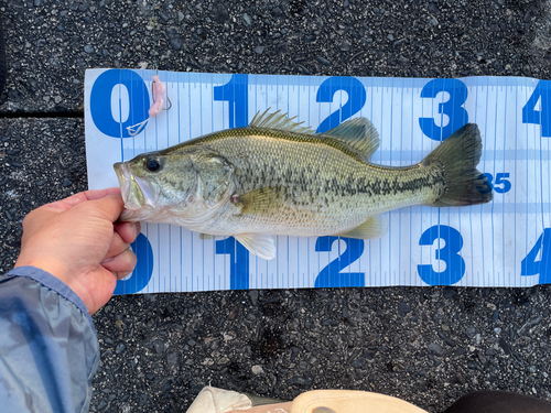 ブラックバスの釣果