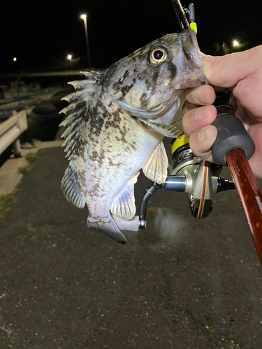 ソイの釣果