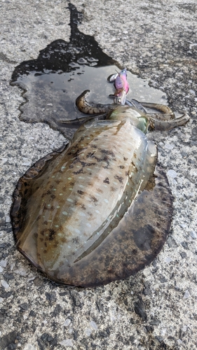 アオリイカの釣果