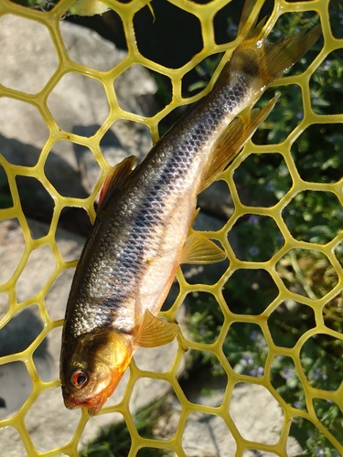 ウグイの釣果