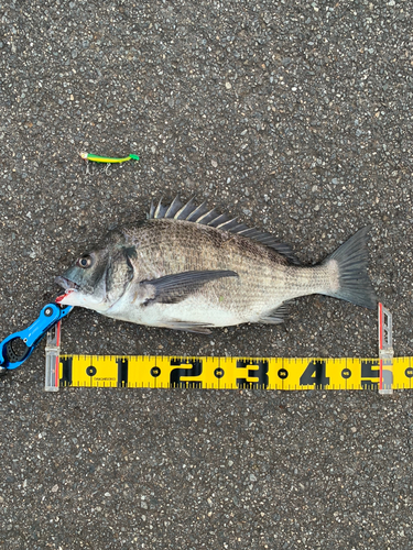 クロダイの釣果