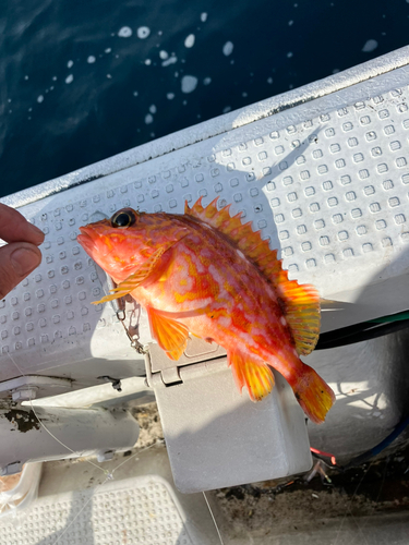 アコウの釣果