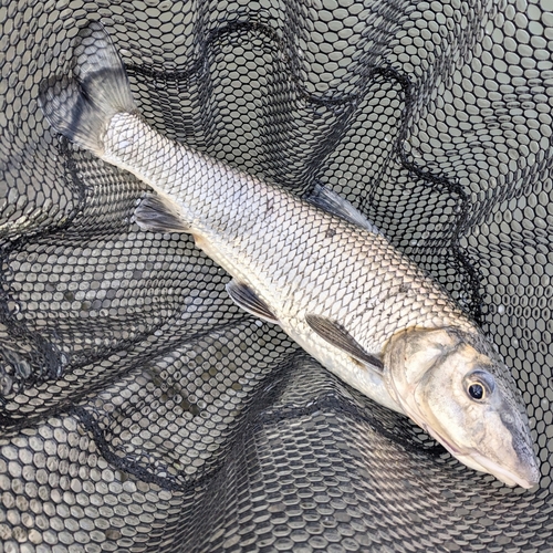 ニゴイの釣果