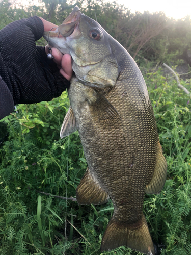 スモールマウスバスの釣果