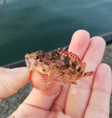 カサゴの釣果