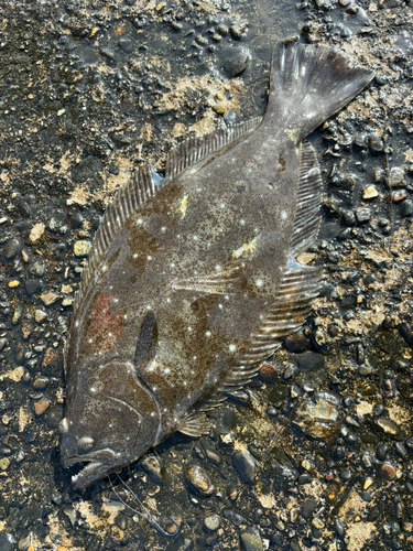 ヒラメの釣果