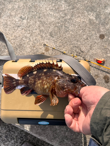 ガシラの釣果